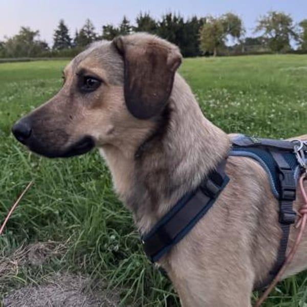 🧡Sanfte Chai sucht Dich 🧡