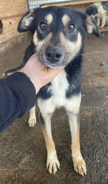 Pieter Parker - der Lustige 🐾