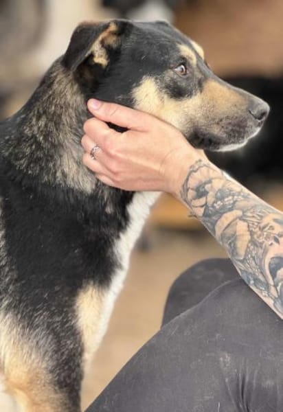 Pieter Parker - der Lustige 🐾