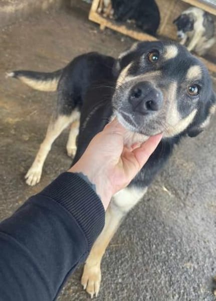 Pieter Parker - der Lustige 🐾