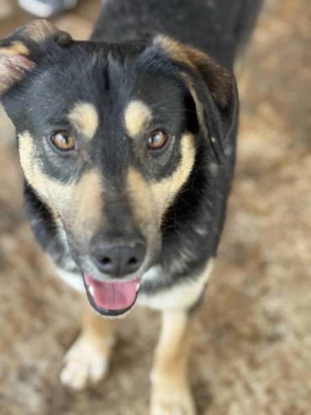 Pieter Parker - der Lustige 🐾