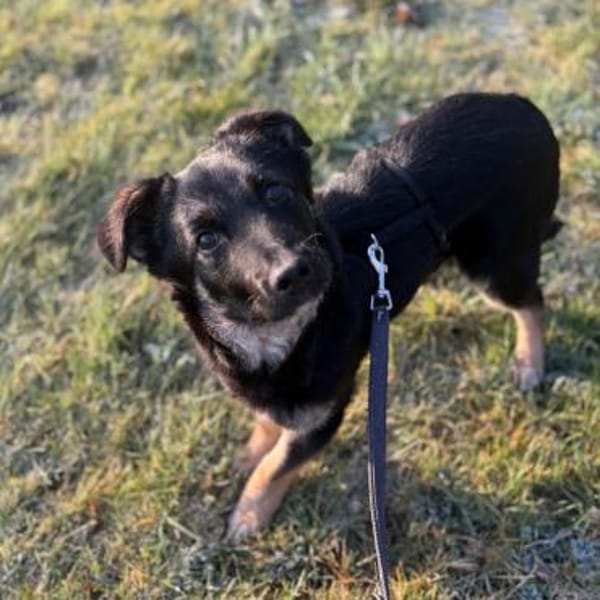 Kleiner Kämpfer Sir Henry