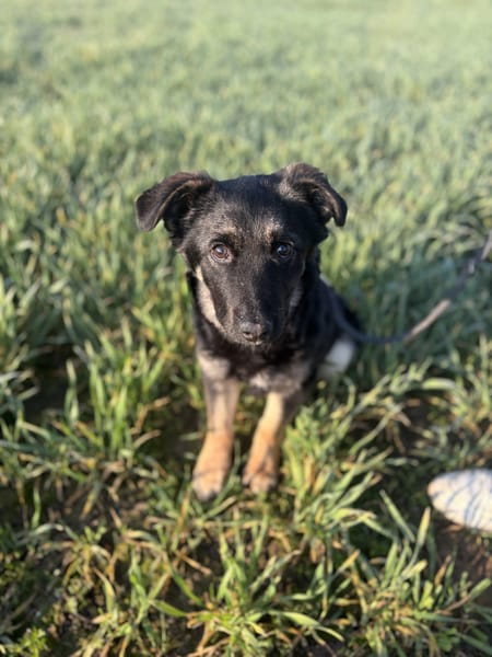 Kleiner Kämpfer Sir Henry