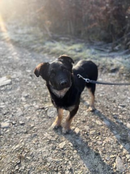 Kleiner Kämpfer Sir Henry