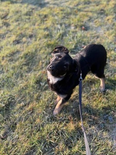 Kleiner Kämpfer Sir Henry