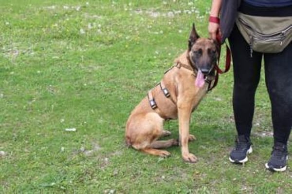 Akira - loyal, intelligent und aktiv