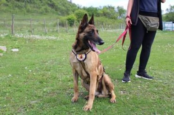 Akira - loyal, intelligent und aktiv