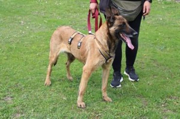 Akira - loyal, intelligent und aktiv