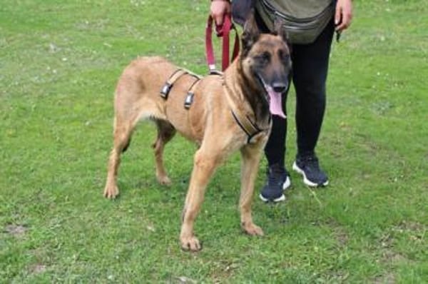 Akira - loyal, intelligent und aktiv