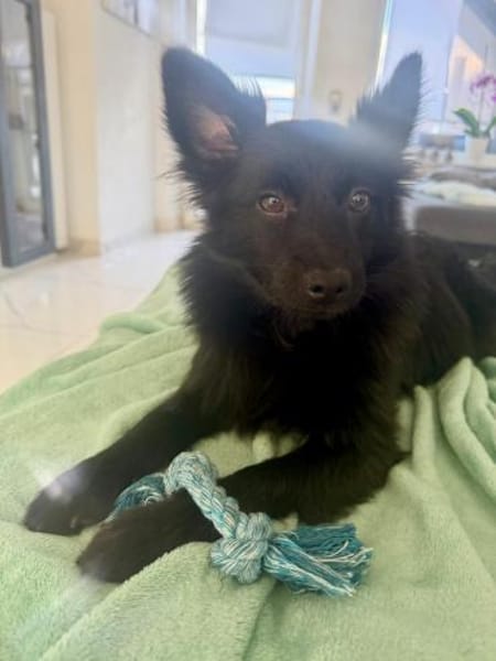 Rohdiamant Thor ist eine Überraschung