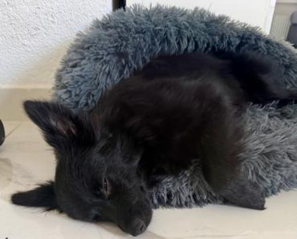 Rohdiamant Thor ist eine Überraschung