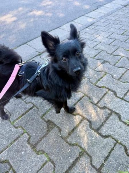 Rohdiamant Thor ist eine Überraschung