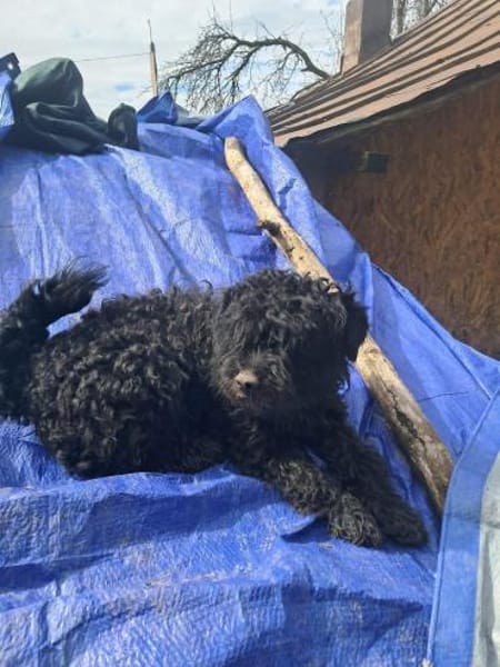 Milla, schwarzer Wuschel möchte Zuhause