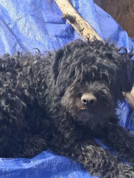 Milla, schwarzer Wuschel möchte Zuhause