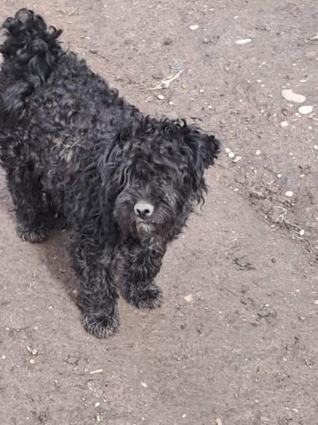 Milla, schwarzer Wuschel möchte Zuhause