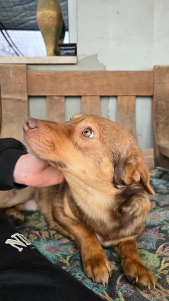 Gabo wünscht sich ein schönes Hundeleben