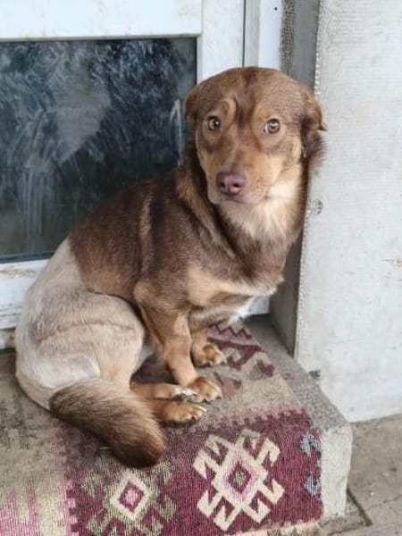 Gabo wünscht sich ein schönes Hundeleben