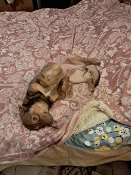 Gabo wünscht sich ein schönes Hundeleben