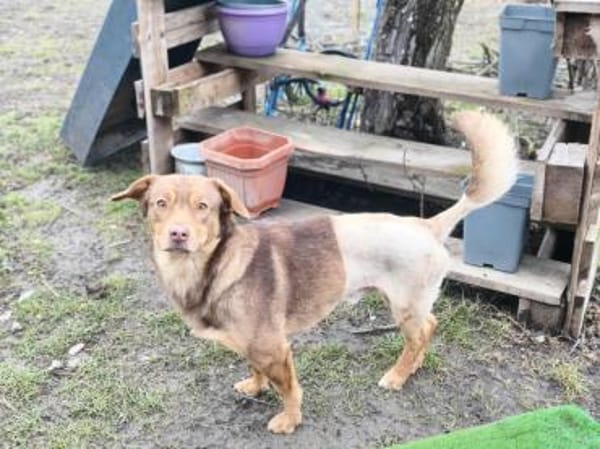 Gabo wünscht sich ein schönes Hundeleben