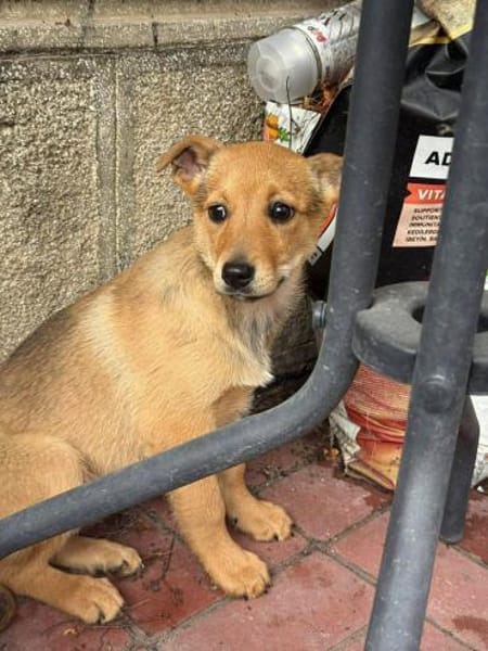 Kleine Brownie sucht liebevolles Zuhause