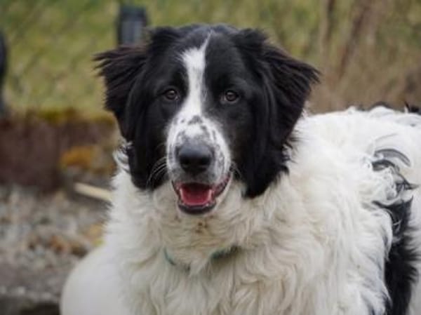 Lino möchte willkommen sein