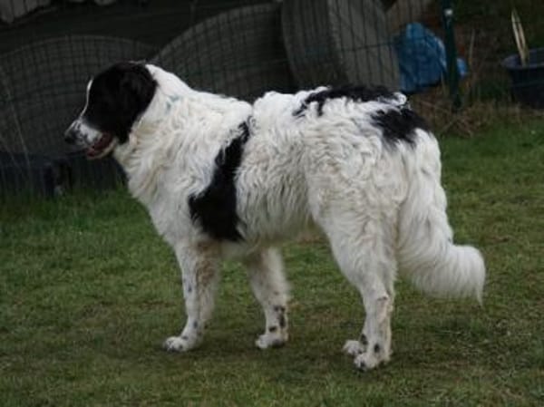 Lino möchte willkommen sein