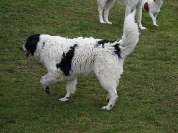 Lino möchte willkommen sein