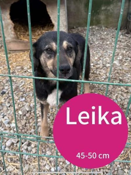 Leika wartet auf ihre große Chance!