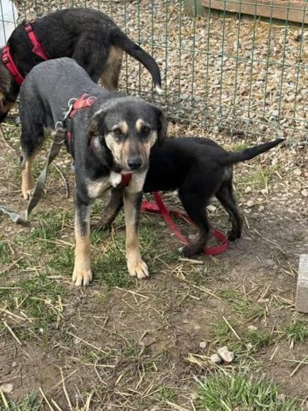 Leika wartet auf ihre große Chance!