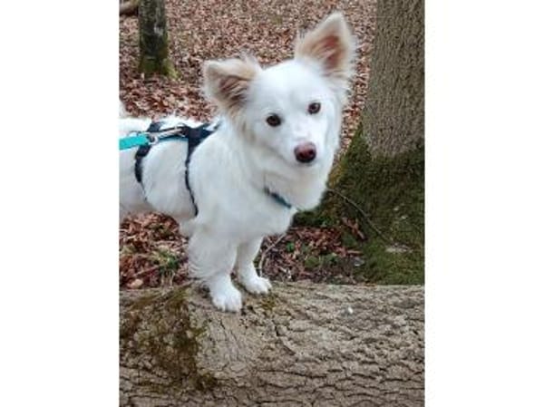 Katniss - wartet in 89257 Illertissen