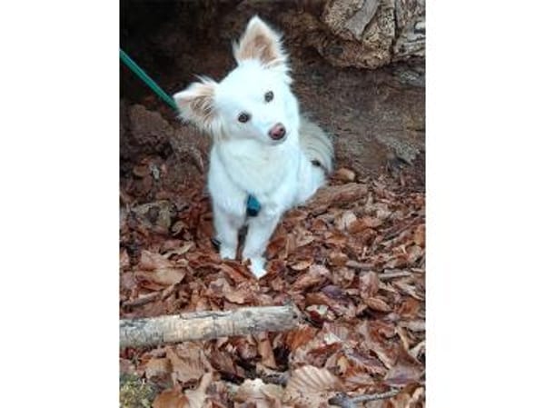 Katniss - wartet in 89257 Illertissen