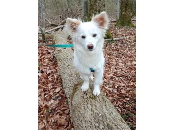 Katniss - wartet in 89257 Illertissen