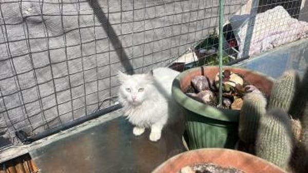 Kalliope aus dem Tierschutz