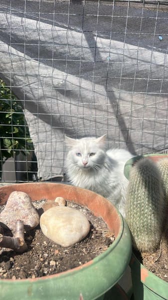 Kalliope aus dem Tierschutz