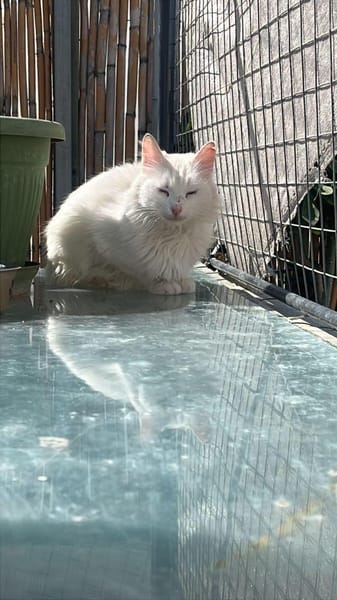 Kalliope aus dem Tierschutz