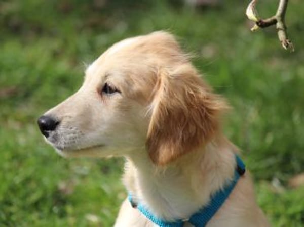 Miele sucht seine Familie