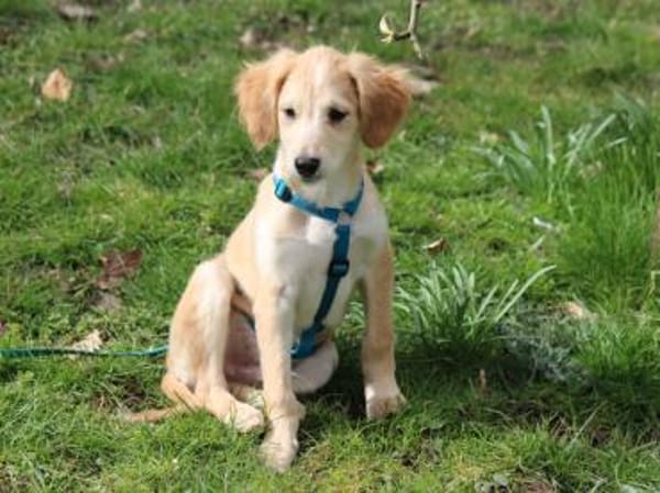 Miele sucht seine Familie