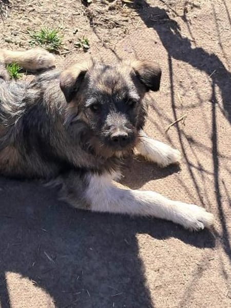 Pavel, kleiner Hundemann auf Suche