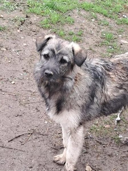 Pavel, kleiner Hundemann auf Suche