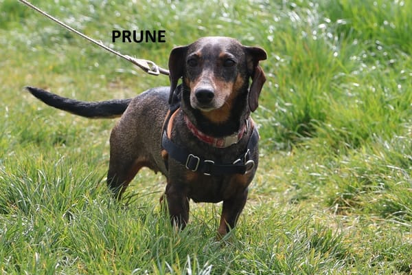 PRUNE HAA24733