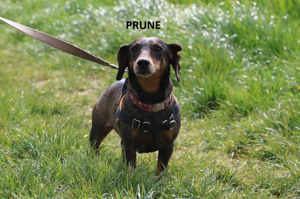 PRUNE HAA24733