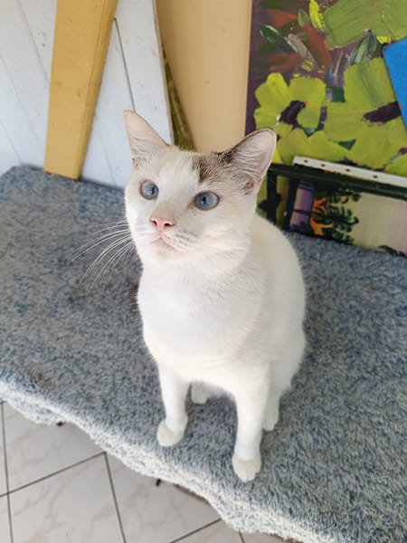 Lily Rose, la petite frimousse