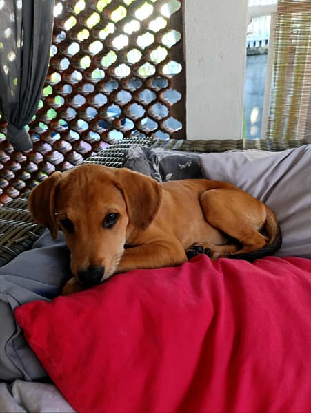 Loki, le plus gentil