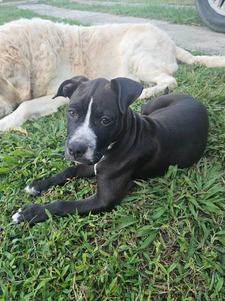 Bria, la machine à câlins