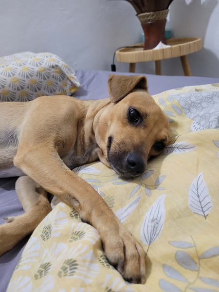 PERLE le bijou des îles