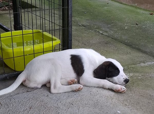 INDIGO, chiot Berger Créole mâle