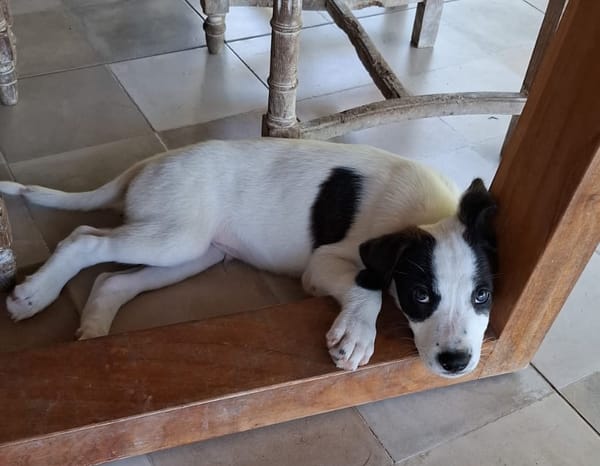 INDIGO, chiot Berger Créole mâle