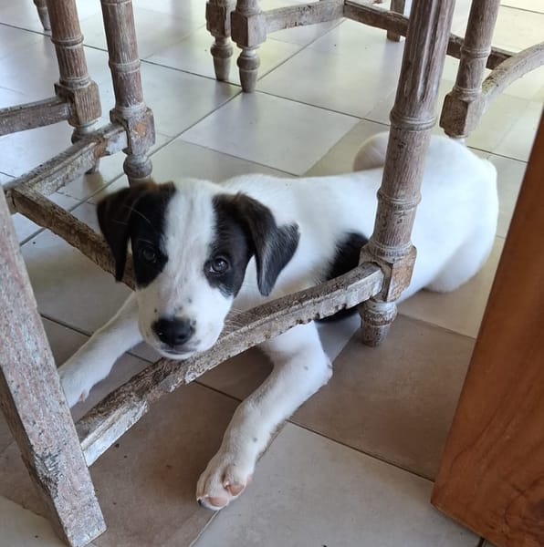 INDIGO, chiot Berger Créole mâle