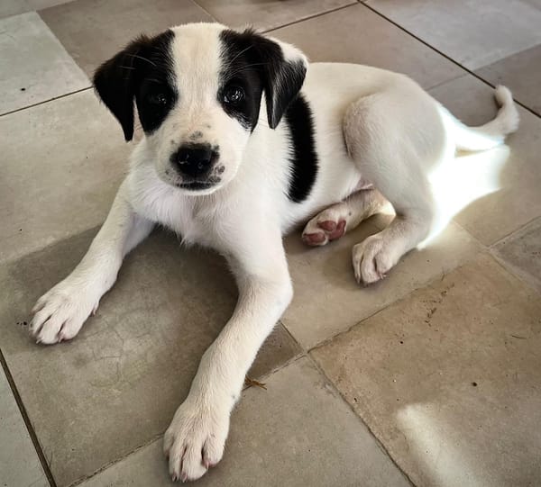 INDIGO, chiot Berger Créole mâle