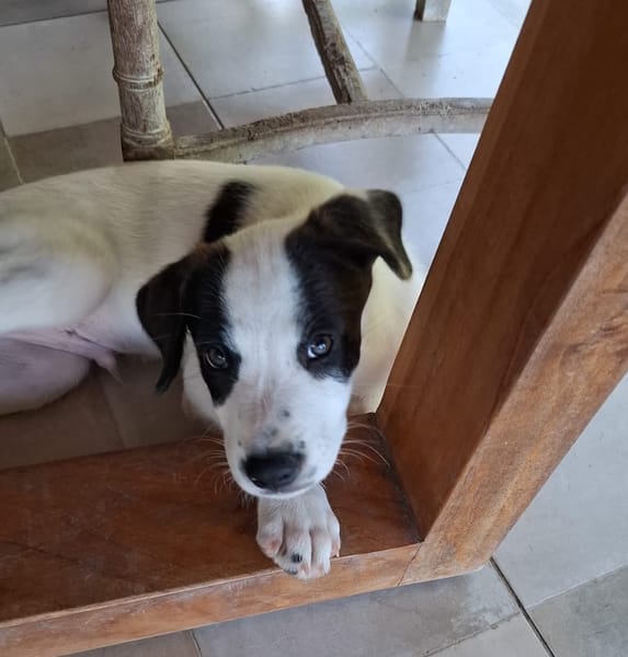 INDIGO, chiot Berger Créole mâle